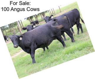 For Sale: 100 Angus Cows