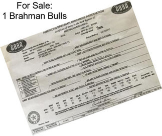 For Sale: 1 Brahman Bulls