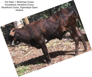 For Sale: 1 Brahman Cross, Crossbred, Hereford Cross, Shorthorn Cross, Tigerstripe Open Heifers