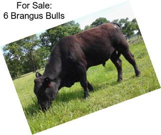 For Sale: 6 Brangus Bulls