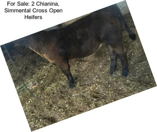 For Sale: 2 Chianina, Simmental Cross Open Heifers