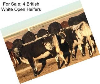 For Sale: 4 British White Open Heifers