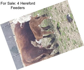 For Sale: 4 Hereford Feeders