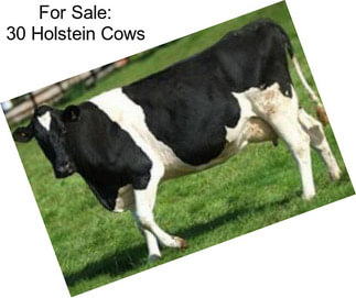 For Sale: 30 Holstein Cows