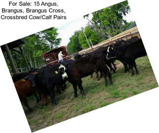 For Sale: 15 Angus, Brangus, Brangus Cross, Crossbred Cow/Calf Pairs