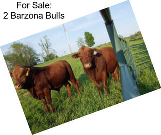 For Sale: 2 Barzona Bulls
