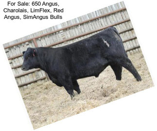 For Sale: 650 Angus, Charolais, LimFlex, Red Angus, SimAngus Bulls