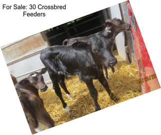 For Sale: 30 Crossbred Feeders