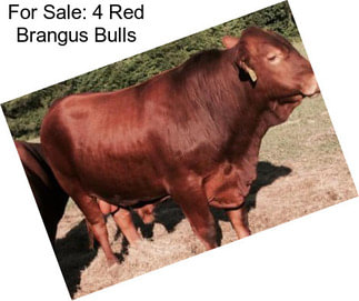 For Sale: 4 Red Brangus Bulls