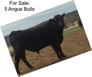 For Sale: 5 Angus Bulls