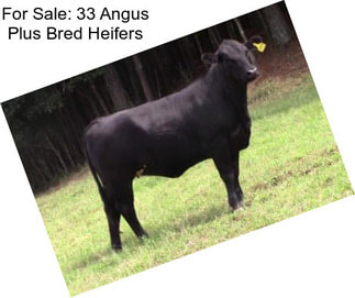 For Sale: 33 Angus Plus Bred Heifers