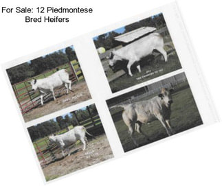 For Sale: 12 Piedmontese Bred Heifers
