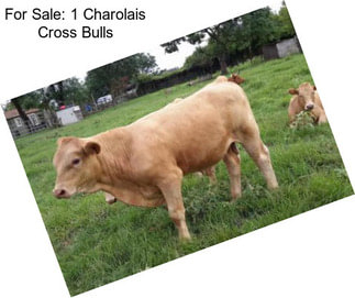 For Sale: 1 Charolais Cross Bulls