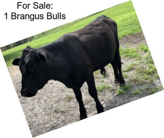 For Sale: 1 Brangus Bulls