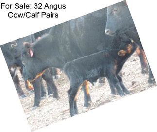 For Sale: 32 Angus Cow/Calf Pairs