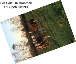 For Sale: 16 Brahman F1 Open Heifers