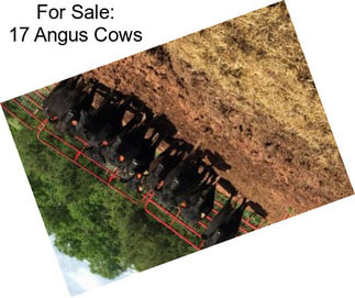 For Sale: 17 Angus Cows