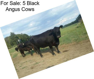 For Sale: 5 Black Angus Cows