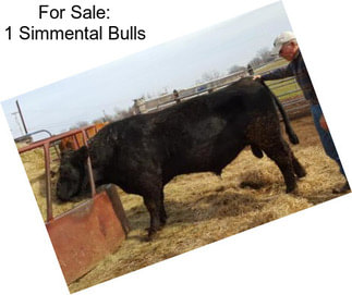 For Sale: 1 Simmental Bulls