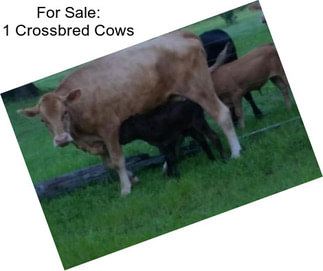 For Sale: 1 Crossbred Cows