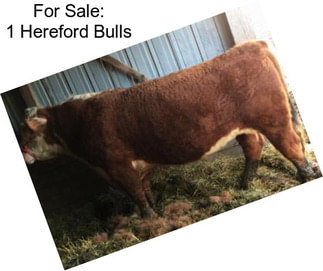 For Sale: 1 Hereford Bulls