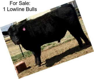 For Sale: 1 Lowline Bulls