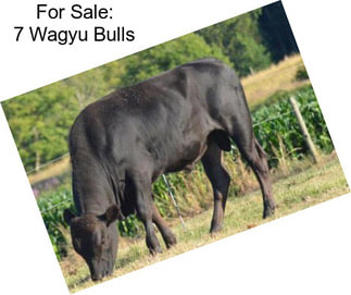 For Sale: 7 Wagyu Bulls