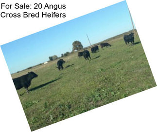 For Sale: 20 Angus Cross Bred Heifers