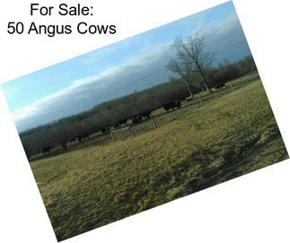 For Sale: 50 Angus Cows