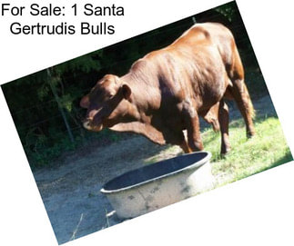 For Sale: 1 Santa Gertrudis Bulls