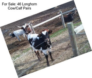 For Sale: 46 Longhorn Cow/Calf Pairs
