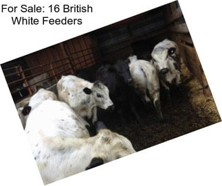 For Sale: 16 British White Feeders