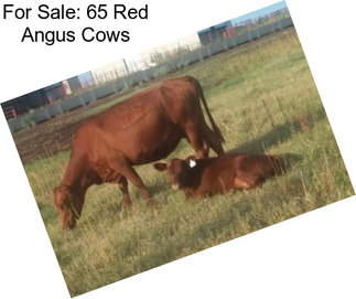 For Sale: 65 Red Angus Cows