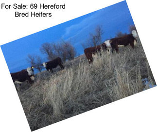 For Sale: 69 Hereford Bred Heifers