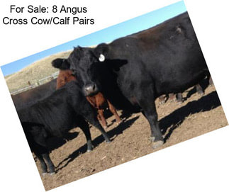 For Sale: 8 Angus Cross Cow/Calf Pairs