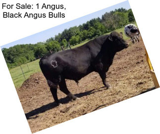 For Sale: 1 Angus, Black Angus Bulls