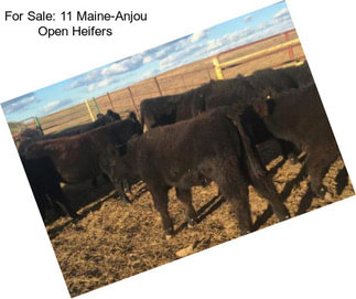 For Sale: 11 Maine-Anjou Open Heifers