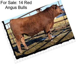 For Sale: 14 Red Angus Bulls