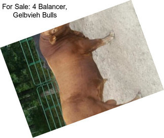 For Sale: 4 Balancer, Gelbvieh Bulls