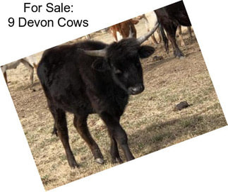 For Sale: 9 Devon Cows