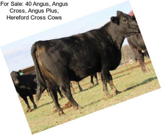 For Sale: 40 Angus, Angus Cross, Angus Plus, Hereford Cross Cows