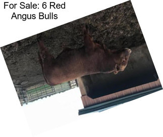 For Sale: 6 Red Angus Bulls