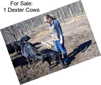 For Sale: 1 Dexter Cows