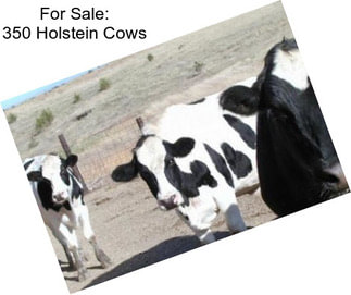 For Sale: 350 Holstein Cows