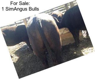 For Sale: 1 SimAngus Bulls