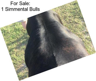 For Sale: 1 Simmental Bulls