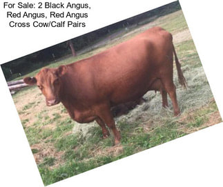 For Sale: 2 Black Angus, Red Angus, Red Angus Cross Cow/Calf Pairs