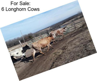 For Sale: 6 Longhorn Cows