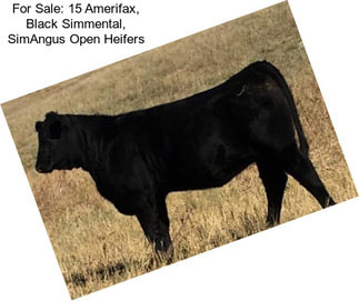 For Sale: 15 Amerifax, Black Simmental, SimAngus Open Heifers