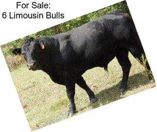 For Sale: 6 Limousin Bulls